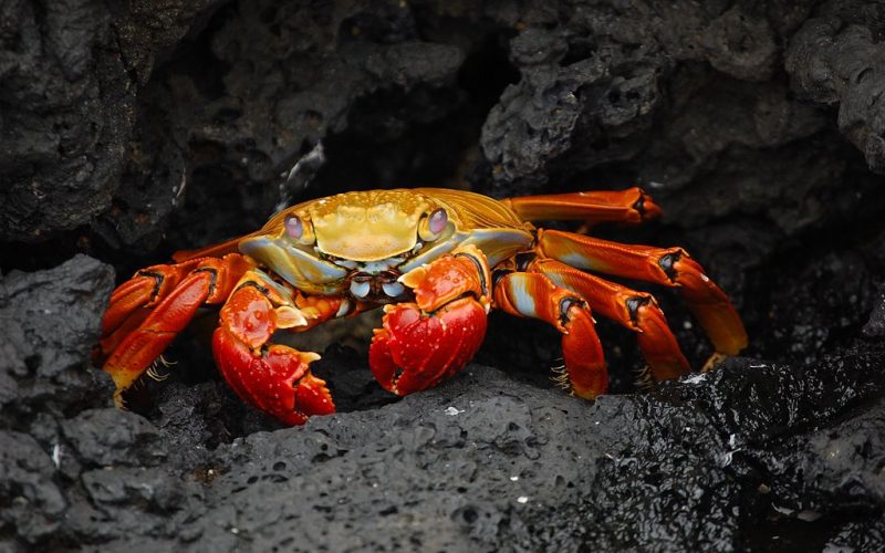 Grapsus_grapsus Wildlife Watching in Galápagos Islands