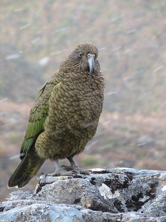 Kea