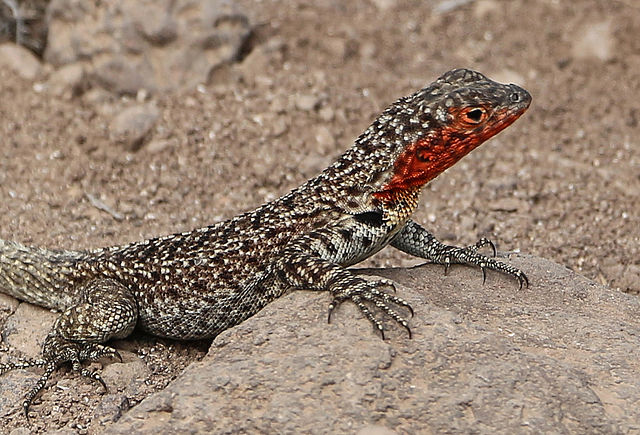 Lava lizard in Galápagos Islands
