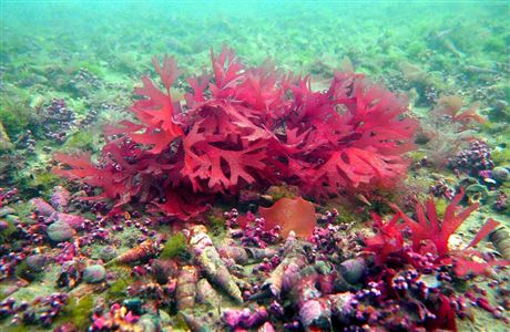 Tonga Island Marine Reserve