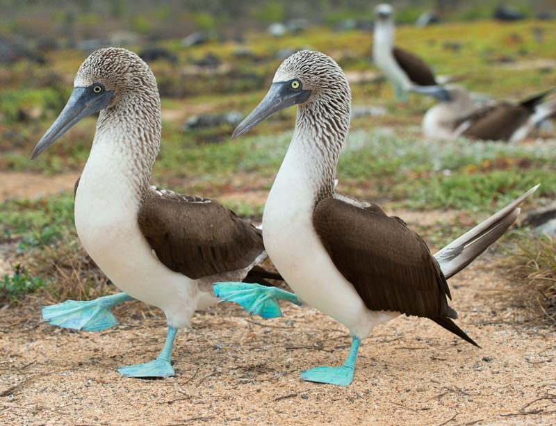 blue booted booby in Galápagos Islands