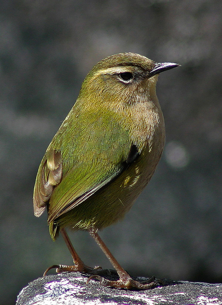 rock wren