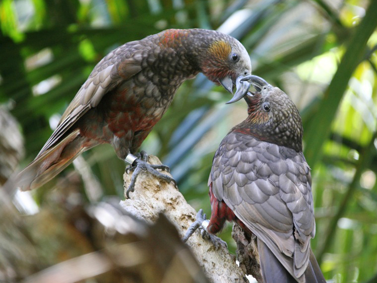 South Island Kaka