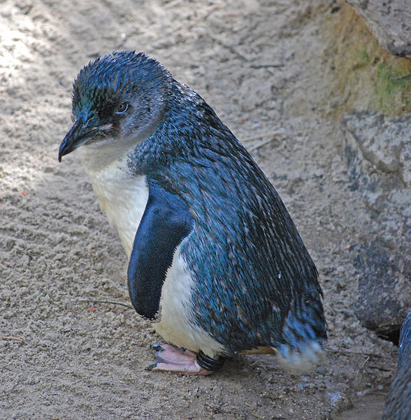 Spot the Penguins Blue Penguins