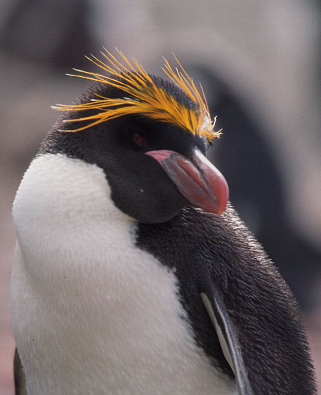 Crested penguins- Spot the Penguins