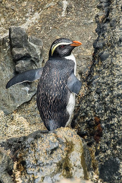Spot the Penguins at Fiordland Crested Penguins