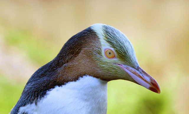 Yellow eyed Penguins