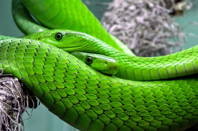 Bilious green snakes