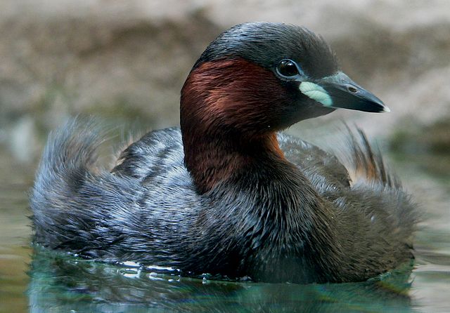 Madagascar Island Little Grebe