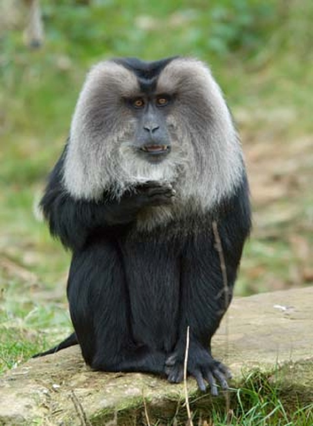 Macaques