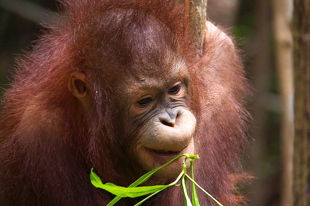 Orangutans, Borneo Island wildlife