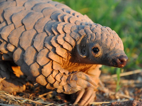 Pangolins, Borneo Island