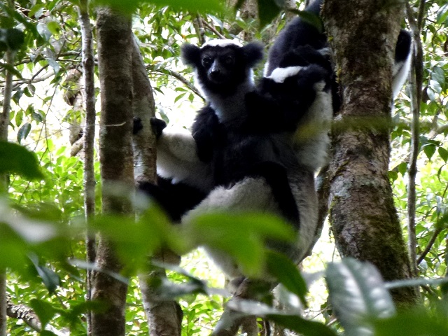 Perinet Reserve, Madagascar Island