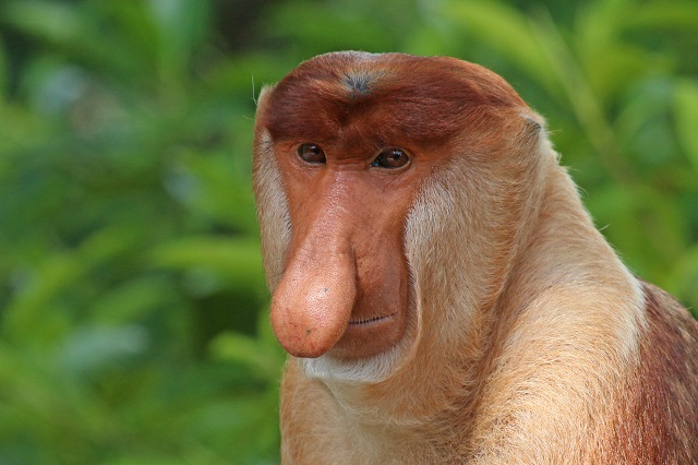 Proboscis monkey, Borneo Island
