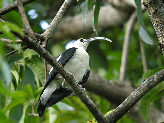 Sickle-billed Vanga, Madagascar Island 