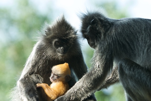 Silvered Leaf Monkeys