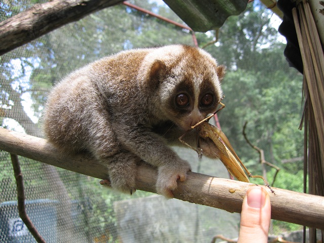 Slow loris of Borneo Island