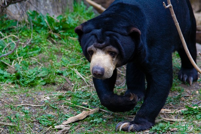 Sun Bear of Borneo Island Wildlife