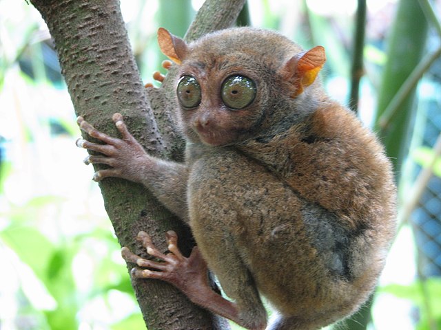 Tarsier Borneo Island 