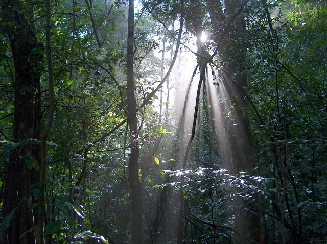 Udawattakele Forest, Kandy