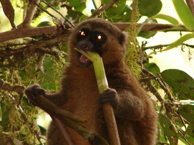 lemurs of Madagascar Island