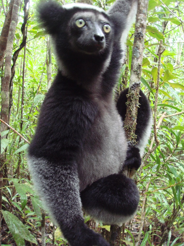 lemurs