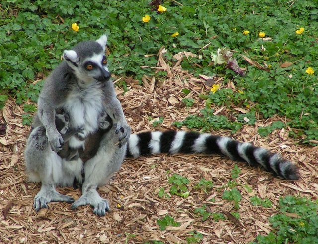 Madagascar Island ring-tailed lemurs