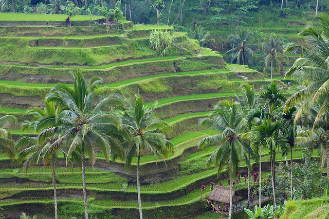Bali Terrace Farming