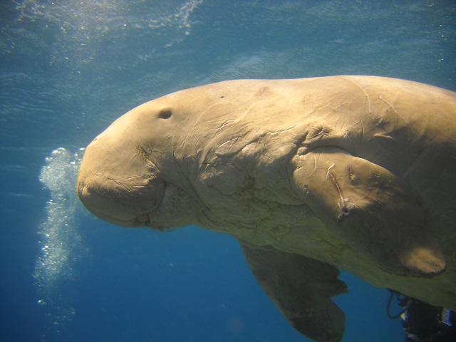 Dugong Koh Libong Island Thailand