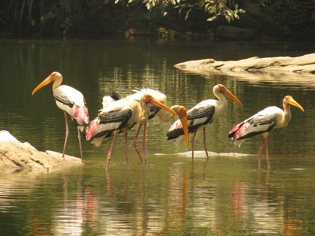 SriRangaptna island