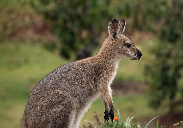 Wallabies