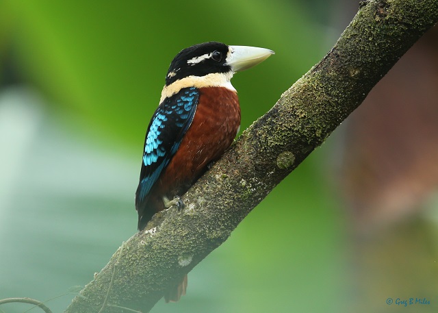 kookaburras