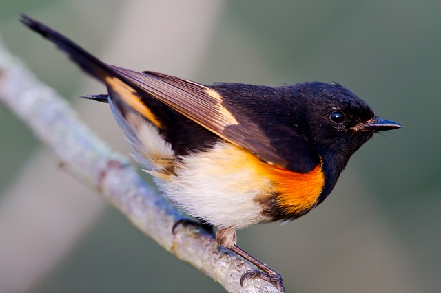 American Redstart, Mackinac Island