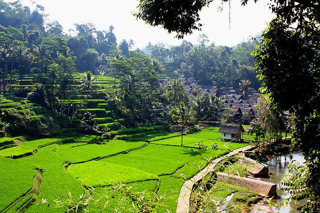 Beautiful Terraced Paddy Fields in Bali