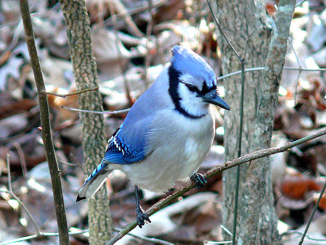 Blue Jay in Mackinac Island