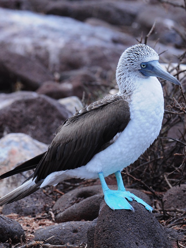 Blue-footed Booby, Galapagos Islands