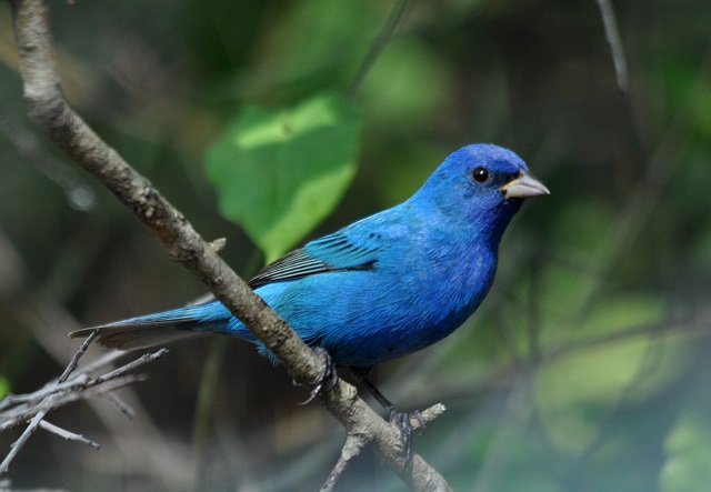 Mackinac Island, Indigo bunting