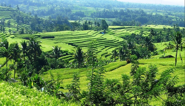 Jatiluwih Terraced Paddy Fields