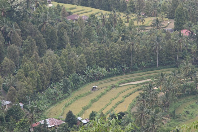 Munduk Terraced Paddy Fields in Bali