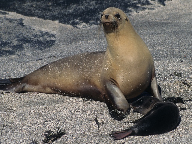 Sea Lions of Galapagos Islands
