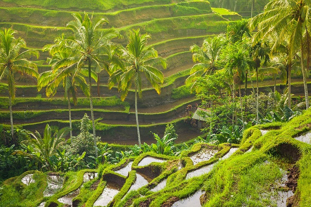 Sidemen Terraced Paddy Fields in Bali