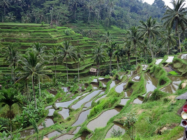 Terraced Paddy Fields