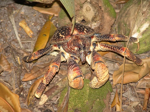 Coconut crab