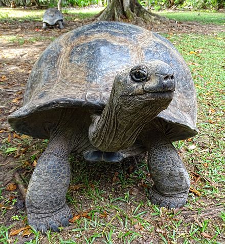 Giant tortoise