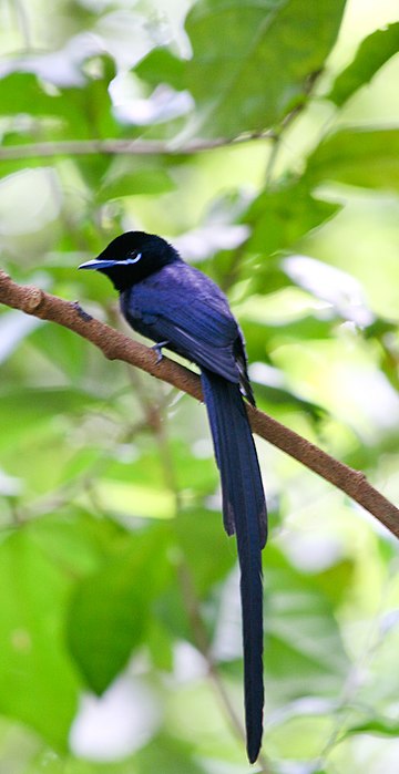 Paradise Flycatcher