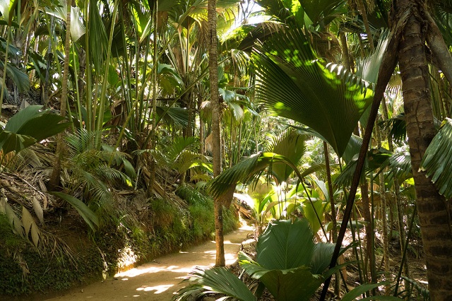 Seychelles Islands Vallee de Mai nature reserve