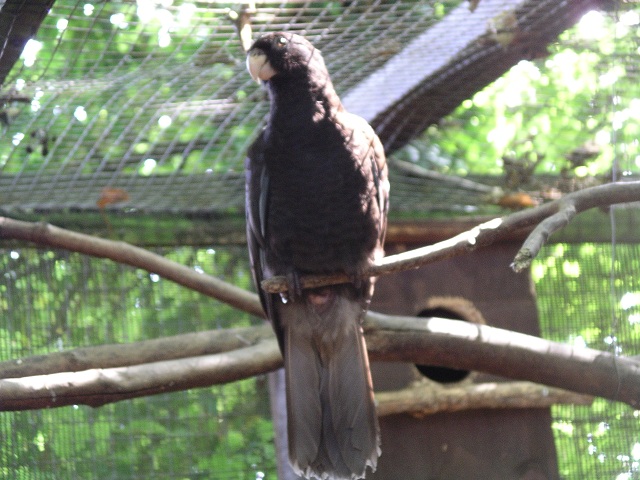 Black Parrot