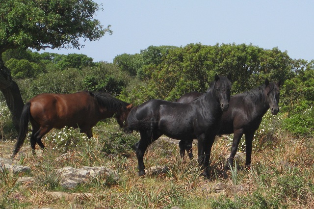 Cavallini horses Sardinia Island
