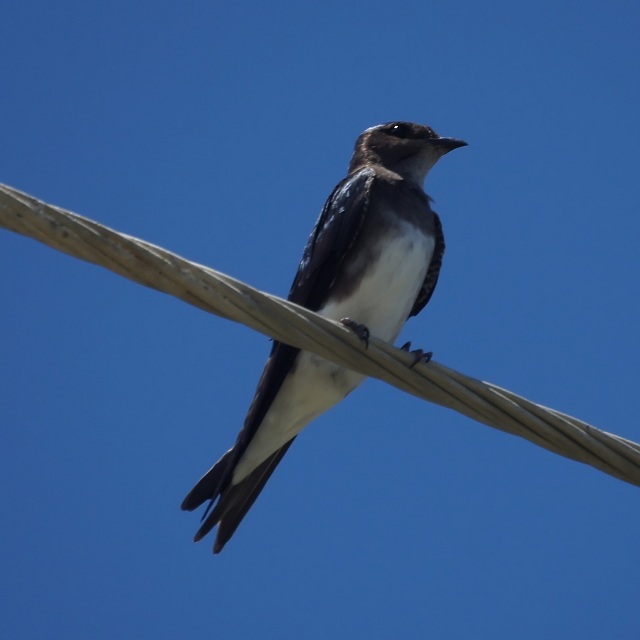 Caribbean Martin