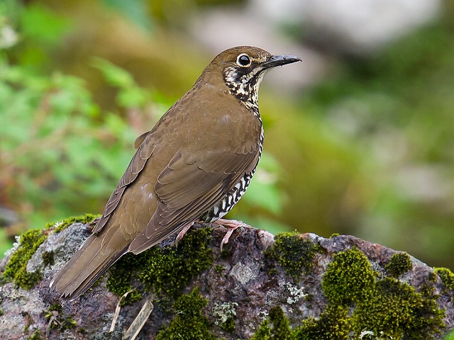 Forest Thrush